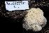  (Hericium erinaceus - TRTC157701)  @11 [ ] CreativeCommons - Attribution Non-Commercial Share-Alike (2010) Unspecified Royal Ontario Museum