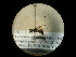  (Diodontus insidiosus - CCDB-05716-E03)  @14 [ ] Copyright  G. Blagoev 2010 Unspecified
