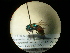  (Chrysis succincta - CCDB-05795-A02)  @13 [ ] Copyright  G. Blagoev 2010 Unspecified
