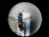  (Chrysis ignita form A - CCDB-05795-F07)  @13 [ ] Copyright  G. Blagoev 2010 Unspecified