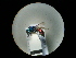  ( - CCDB-05795-H05)  @13 [ ] Copyright  G. Blagoev 2010 Unspecified