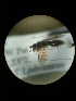  ( - CCDB-05798-A02)  @12 [ ] Copyright  G. Blagoev 2010 Unspecified