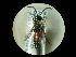  ( - CCDB-05798-F09)  @11 [ ] Copyright  G. Blagoev 2010 Unspecified
