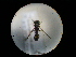  (Crossocerus vagabundus - CCDB-06434-A10)  @11 [ ] CreativeCommons - Attribution (2010) Gergin Blagoev, Centre for Biodiversity Genomics Centre for Biodiversity Genomics