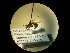  ( - CCDB-06434-C02)  @11 [ ] CreativeCommons - Attribution (2010) Gergin Blagoev, Centre for Biodiversity Genomics Centre for Biodiversity Genomics
