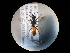  ( - CCDB-06434-C05)  @11 [ ] CreativeCommons - Attribution (2010) Gergin Blagoev, Centre for Biodiversity Genomics Centre for Biodiversity Genomics