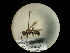 ( - CCDB-09753-E11)  @11 [ ] Copyright  G. Blagoev 2010 Unspecified