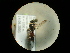  (Harpactus walteri - CCDB-09755-F03)  @12 [ ] Copyright  G. Blagoev 2010 Unspecified