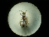  (Isodontia costipennis - CCDB-09784-G12)  @11 [ ] Copyright  G. Blagoev 2010 Unspecified