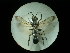  (Isodontia paludosa - CCDB-09784-H01)  @12 [ ] Copyright  G. Blagoev 2010 Unspecified