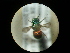  (Hedychrum aureicolle - CCDB-09785-A10)  @11 [ ] Copyright  G. Blagoev 2010 Unspecified