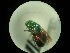  (Hedychrum nobile - CCDB-09785-C06)  @11 [ ] Copyright  G. Blagoev 2010 Unspecified