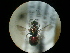  ( - CCDB-09785-D09)  @13 [ ] Copyright  G. Blagoev 2010 Unspecified