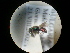  ( - CCDB-09785-F08)  @13 [ ] Copyright  G. Blagoev 2010 Unspecified