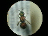  ( - CCDB-09785-G04)  @13 [ ] Copyright  G. Blagoev 2010 Unspecified