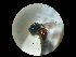  (Holopyga chrysonotus - CCDB-09786-F12)  @13 [ ] Copyright  G. Blagoev 2010 Unspecified