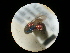  (Holopyga lucida - CCDB-09786-G04)  @11 [ ] Copyright  G. Blagoev 2010 Unspecified