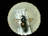  (Holopyga australis - CCDB-09786-G05)  @13 [ ] Copyright  G. Blagoev 2010 Unspecified