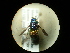  (Holopyga puncatissima - CCDB-09786-G06)  @13 [ ] Copyright  G. Blagoev 2010 Unspecified