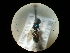  (Cleptes putoni - CCDB-09786-H06)  @11 [ ] Copyright  G. Blagoev 2010 Unspecified