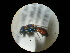 (Pseudospinolia uniformis - CCDB-09786-H08)  @13 [ ] Copyright  G. Blagoev 2010 Unspecified