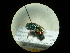  (Pseudospinolia humboldti - CCDB-09786-H10)  @13 [ ] Copyright  G. Blagoev 2010 Unspecified