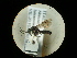  (Myrmosa atra - CCDB-09787-E06)  @11 [ ] Copyright  G. Blagoev 2010 Unspecified