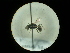  (Nitela truncata - CCDB-09788-A07)  @13 [ ] Copyright  G. Blagoev 2010 Unspecified