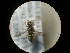  ( - CCDB-09788-F06)  @11 [ ] Copyright  G. Blagoev 2010 Unspecified