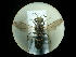  (Pison sericeum - CCDB-09789-G05)  @11 [ ] Copyright  G. Blagoev 2010 Unspecified