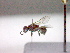  ( - CCDB-12229-E04)  @12 [ ] Copyright  G. Blagoev 2010 Unspecified