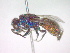  (Chrysis brevitarsis - CCDB-12229-H04)  @13 [ ] Copyright  G. Blagoev 2010 Unspecified