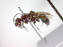  ( - CCDB-12230-G07)  @12 [ ] Copyright  G. Blagoev 2010 Unspecified