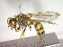  (Cerceris flavilabris - CCDB-12232-D10)  @13 [ ] Copyright  G. Blagoev 2010 Unspecified