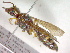  (Cerceris tenuivittata - CCDB-12233-E12)  @13 [ ] Copyright  G. Blagoev 2010 Unspecified