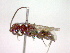  ( - CCDB-12233-G01)  @12 [ ] Copyright  G. Blagoev 2010 Unspecified