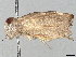  ( - BIOUG63925-D06)  @11 [ ] CreativeCommons - Attribution (2024) CBG Photography Group Centre for Biodiversity Genomics