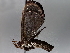  ( - BIOUG63996-E11)  @11 [ ] CreativeCommons - Attribution (2021) Centre for Biodiversity Genomics Centre for Biodiversity Genomics