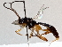  ( - BIOUG70347-C01)  @11 [ ] CreativeCommons - Attribution (2021) Centre for Biodiversity Genomics Centre for Biodiversity Genomics