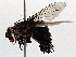  (Ptilodexia Malaise5078 - BIOUG70347-G05)  @13 [ ] CreativeCommons - Attribution (2021) Centre for Biodiversity Genomics Centre for Biodiversity Genomics