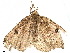  (Asestra Malaise9206 - BIOUG70349-F01)  @11 [ ] CreativeCommons - Attribution (2022) CBG Photography Group Centre for Biodiversity Genomics
