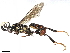  (ichneuMalaise01 Malaise3081 - BIOUG70354-F02)  @15 [ ] CreativeCommons - Attribution (2022) CBG Photography Group Centre for Biodiversity Genomics