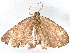  ( - BIOUG70356-B04)  @11 [ ] CreativeCommons - Attribution (2034) CBG Photography Group Centre for Biodiversity Genomics