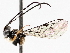  ( - BIOUG71233-A07)  @11 [ ] CreativeCommons - Attribution (2021) Centre for Biodiversity Genomics Centre for Biodiversity Genomics