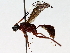  (Zagryphus Malaise9612 - BIOUG71233-A11)  @11 [ ] CreativeCommons - Attribution (2021) Centre for Biodiversity Genomics Centre for Biodiversity Genomics