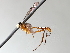  (cryptJanzen01 malaise2162 - BIOUG71233-E12)  @11 [ ] CreativeCommons - Attribution (2021) Centre for Biodiversity Genomics Centre for Biodiversity Genomics