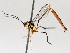  ( - BIOUG71233-F06)  @11 [ ] CreativeCommons - Attribution (2021) Centre for Biodiversity Genomics Centre for Biodiversity Genomics