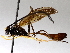  ( - BIOUG71236-B12)  @11 [ ] CreativeCommons - Attribution (2021) Centre for Biodiversity Genomics Centre for Biodiversity Genomics