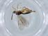  (Plectiscus Malaise4565 - BIOUG71513-C04)  @11 [ ] CreativeCommons - Attribution (2021) Centre for Biodiversity Genomics Centre for Biodiversity Genomics