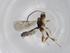  (Chilocyrtus Malaise7209 - BIOUG71533-H02)  @11 [ ] CreativeCommons - Attribution (2021) Centre for Biodiversity Genomics Centre for Biodiversity Genomics